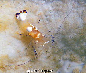 Coral shrimp. by Rick Tegeler 